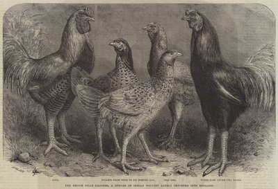 The Begum Pilly Gaguzes, a Species of Indian Poultry Lately Imported into England by Friedrich Wilhelm Keyl